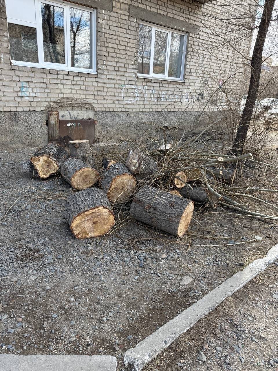 Спиленные деревья читательницы ИА ChitaMedia