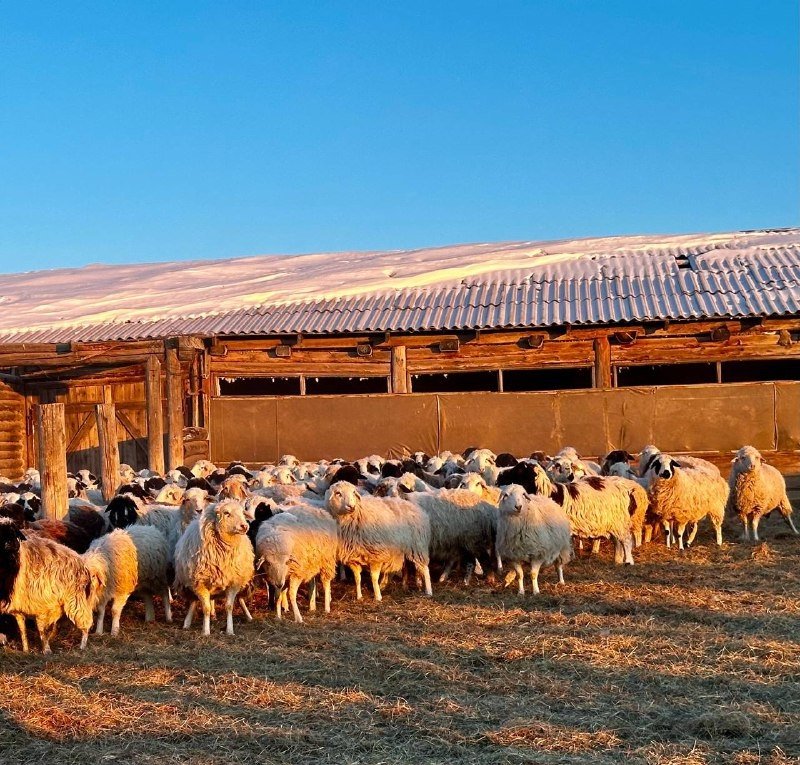 Проверка Минсельхоз Забайкалья