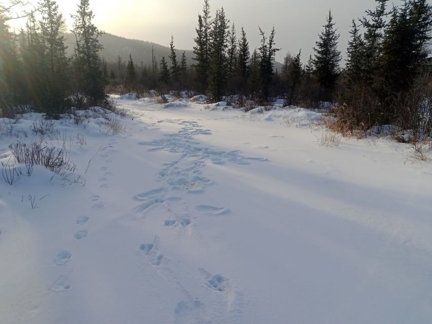Учёт следов из архива пресс-службы Минприроды Забайкальского края