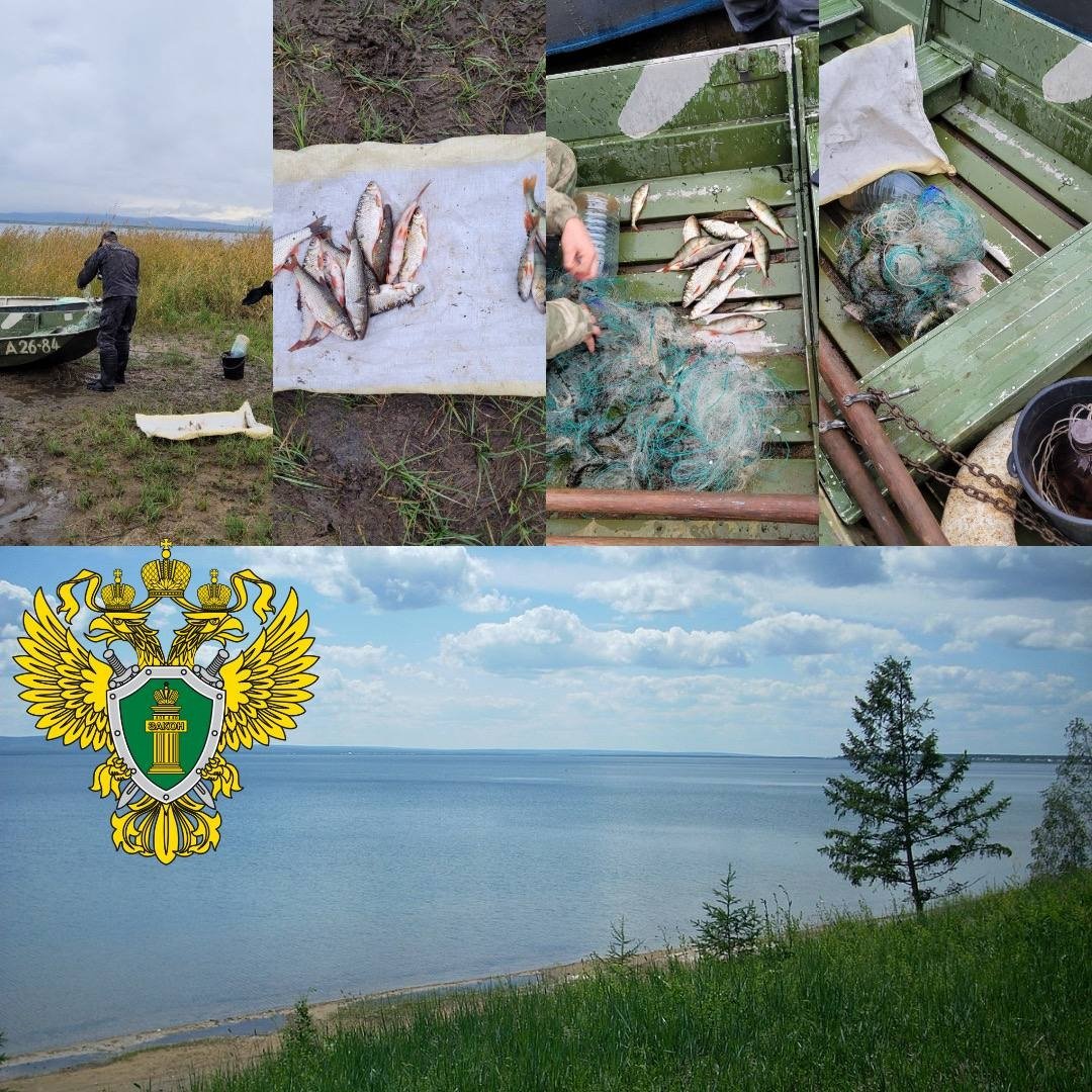 Улов злоумышленников телеграм-канал (18+) Байкальской межрегиональной природоохранной прокуратуры