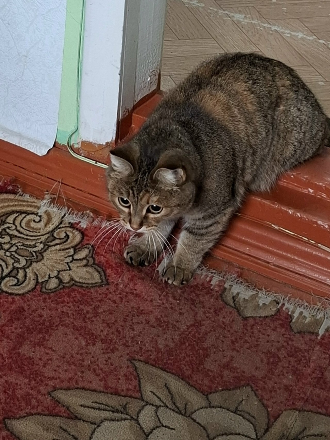 Кошка Маша Петровск-Забайкальского историко-краеведческого музея