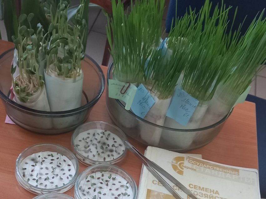 Исследования семян филиала Россельхозцентра по Забайкальскому краю