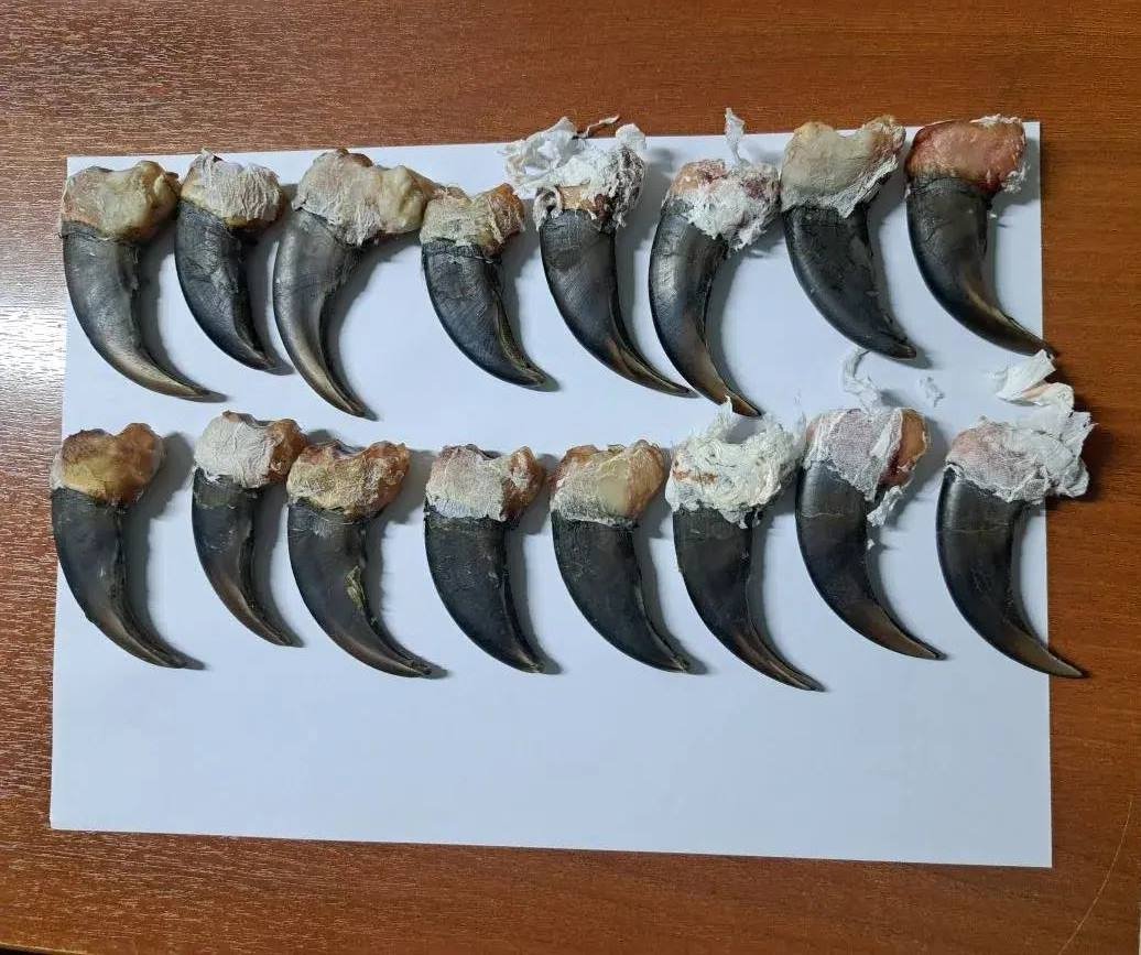 Когти медведя сайт Дальневосточного таможенного управления