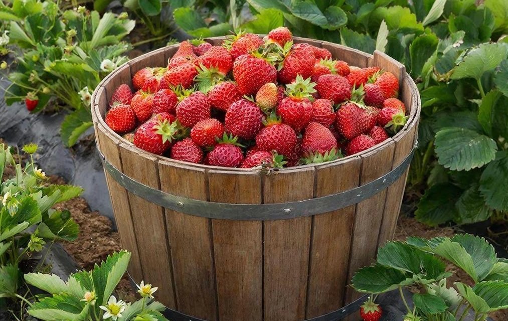 Завтрак для клубники в апреле: всего 1 стакан - и по ведру ягод каждые 2 дня Создано с помощью ИИ