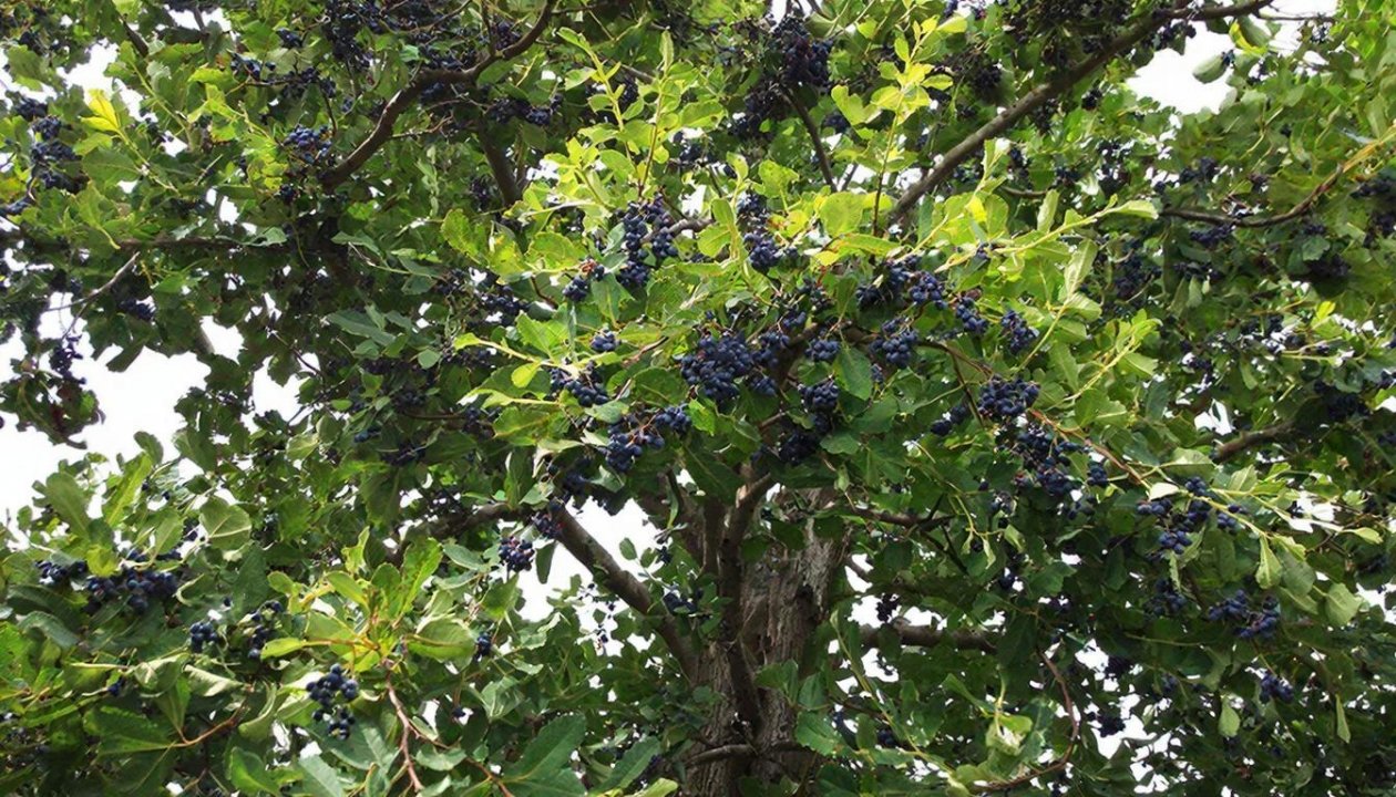 Ирга Сгенерировано при помощи ИИ