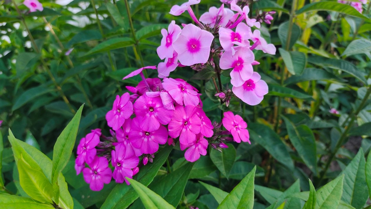 Флоксы Автора