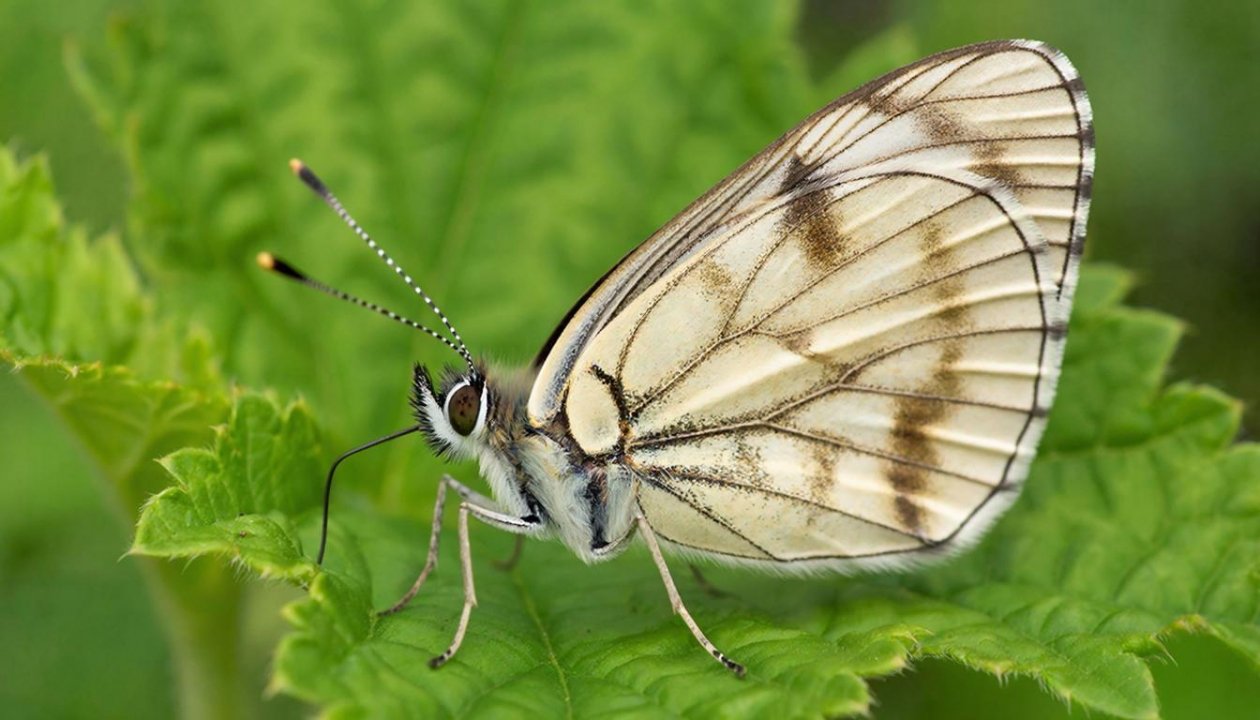 Пяденица сгенерировано при помощи ИИ
