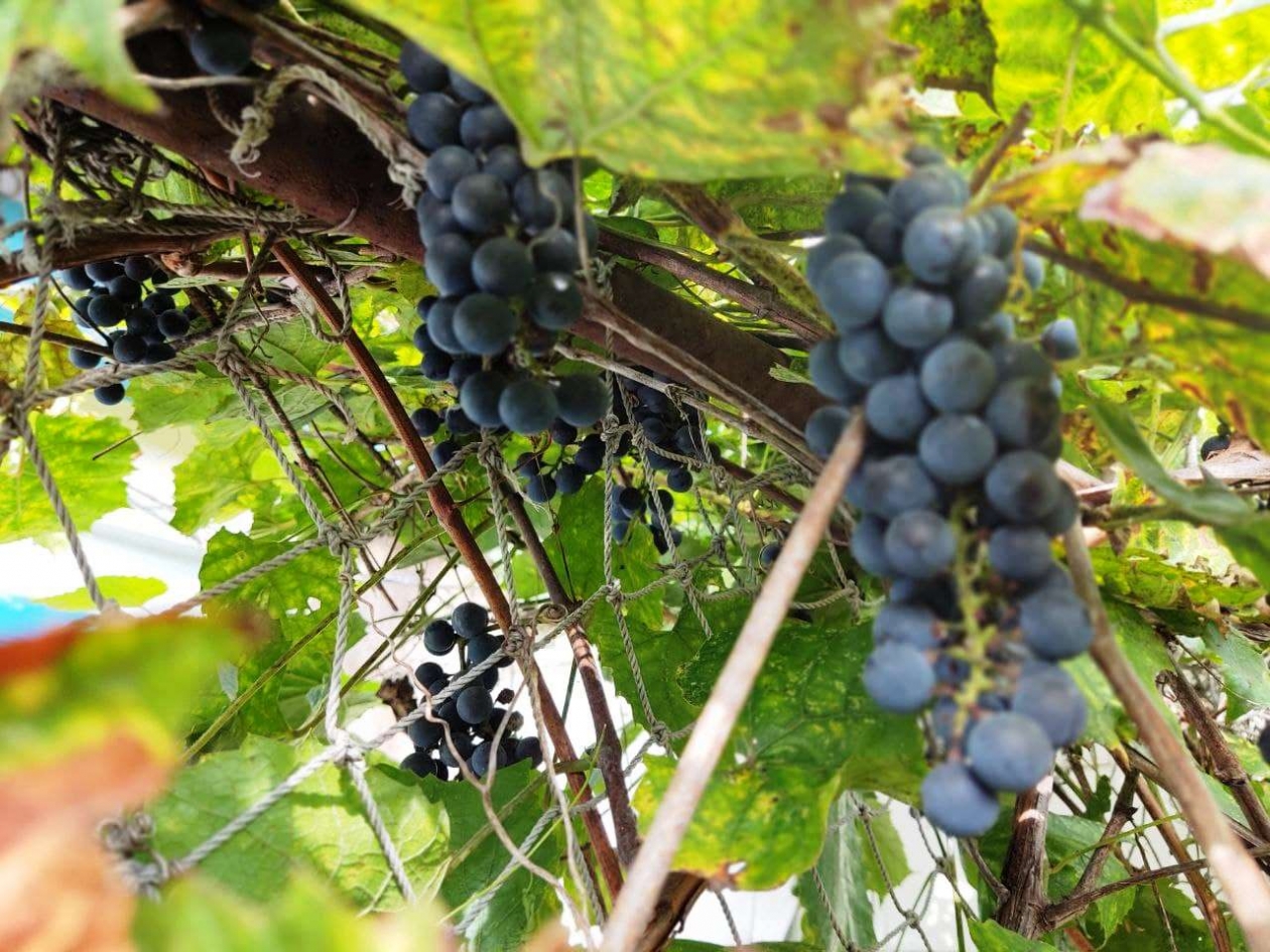 Тематическое фото Петр Максимов, Nakhodka.Media
