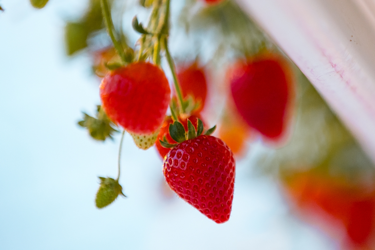 Тематическое фото Илья Аверьянов, ИА PrimaMedia