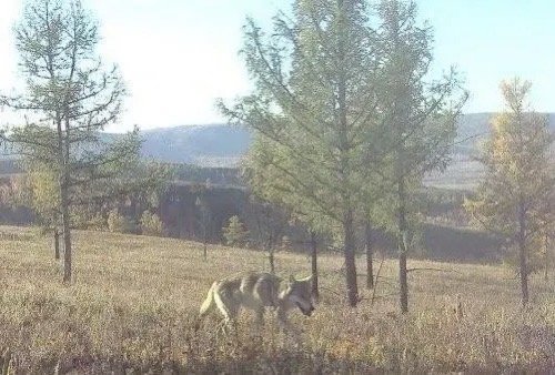 Волк Минприроды Забайкалья