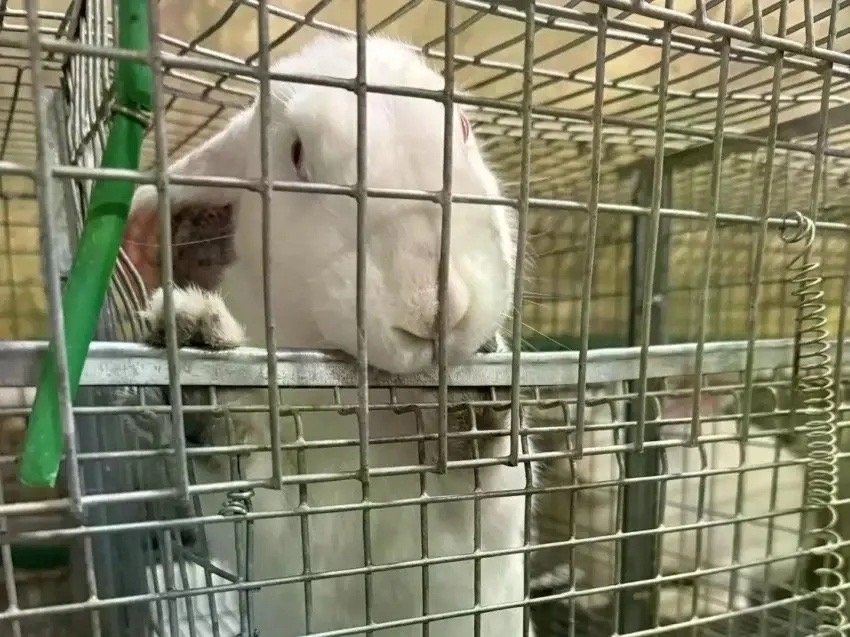 Кролики Правительство Забайкалья
