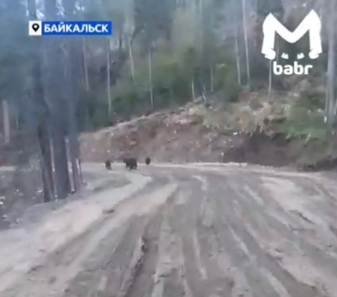 Кадр из видео Канал МАХ (12+) Минприроды Забайкалья