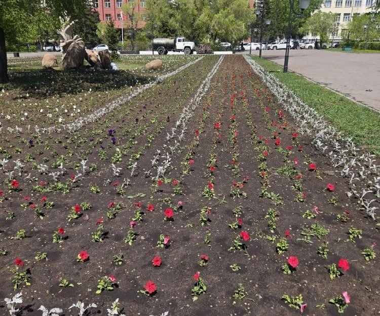 Цветы в клумбе канал мэра Читы Инны Щегловой в МАХ (12+)