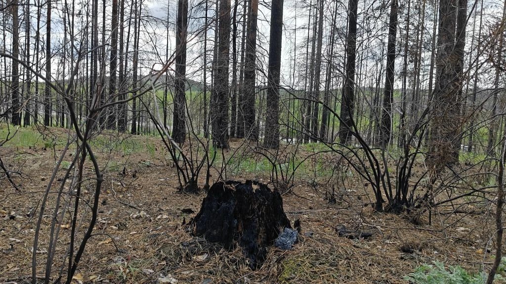 Последствия пожара в Атамановке пресс-служба Минлеса