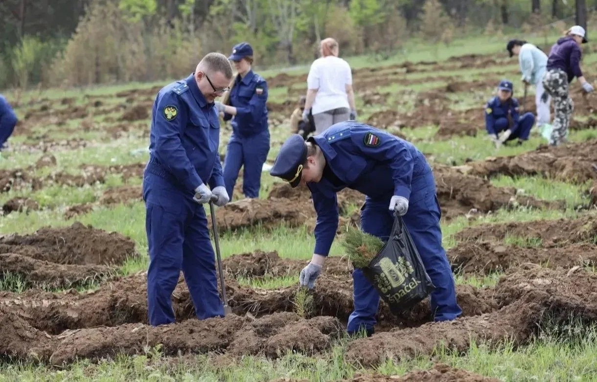 Почти 4 тысячи сеянцев деревьев высадили на Батарейной сопке в Чите Минлес Забайкалья