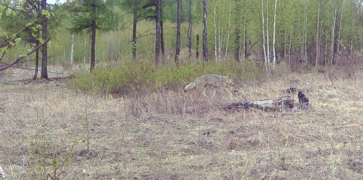 Волк Минприроды Забайкалья