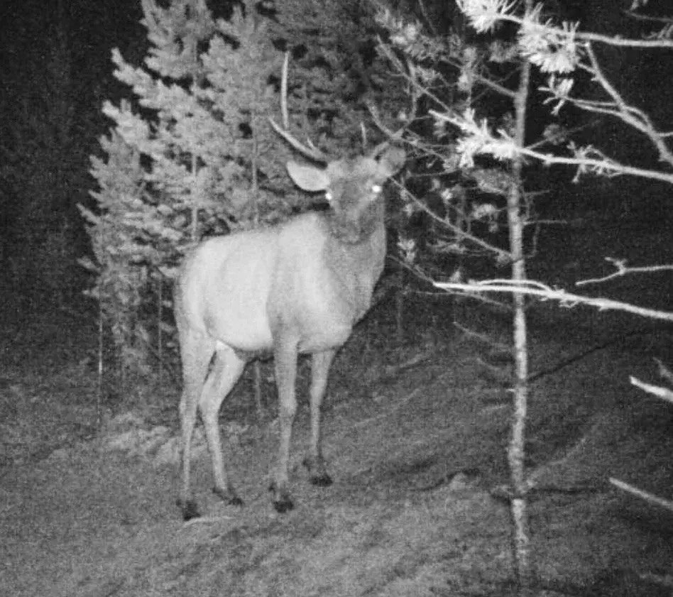 Изюбри попали в объектив фотоловушек в Забайкалье перед гоном