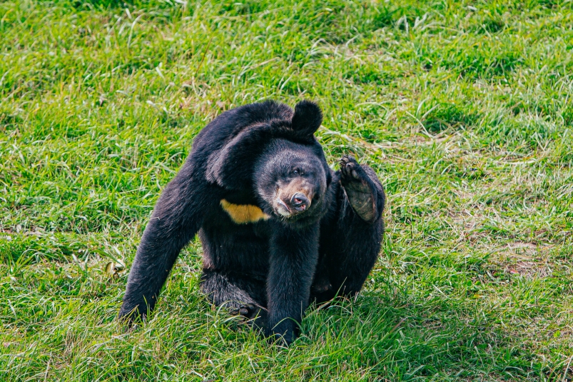 Массовые выходы медведей зафиксировали в четырех округах Забайкалья Мария Смитюк, ИА PrimaMedia