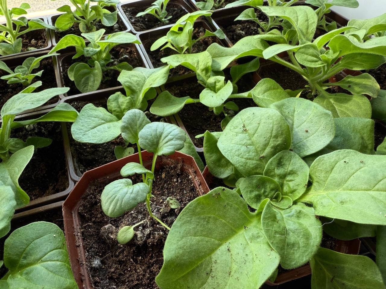 Эксперт рассказала, как правильно подготовить дачный участок к сезону Марина Кудрявцева, ИА UssurMedia