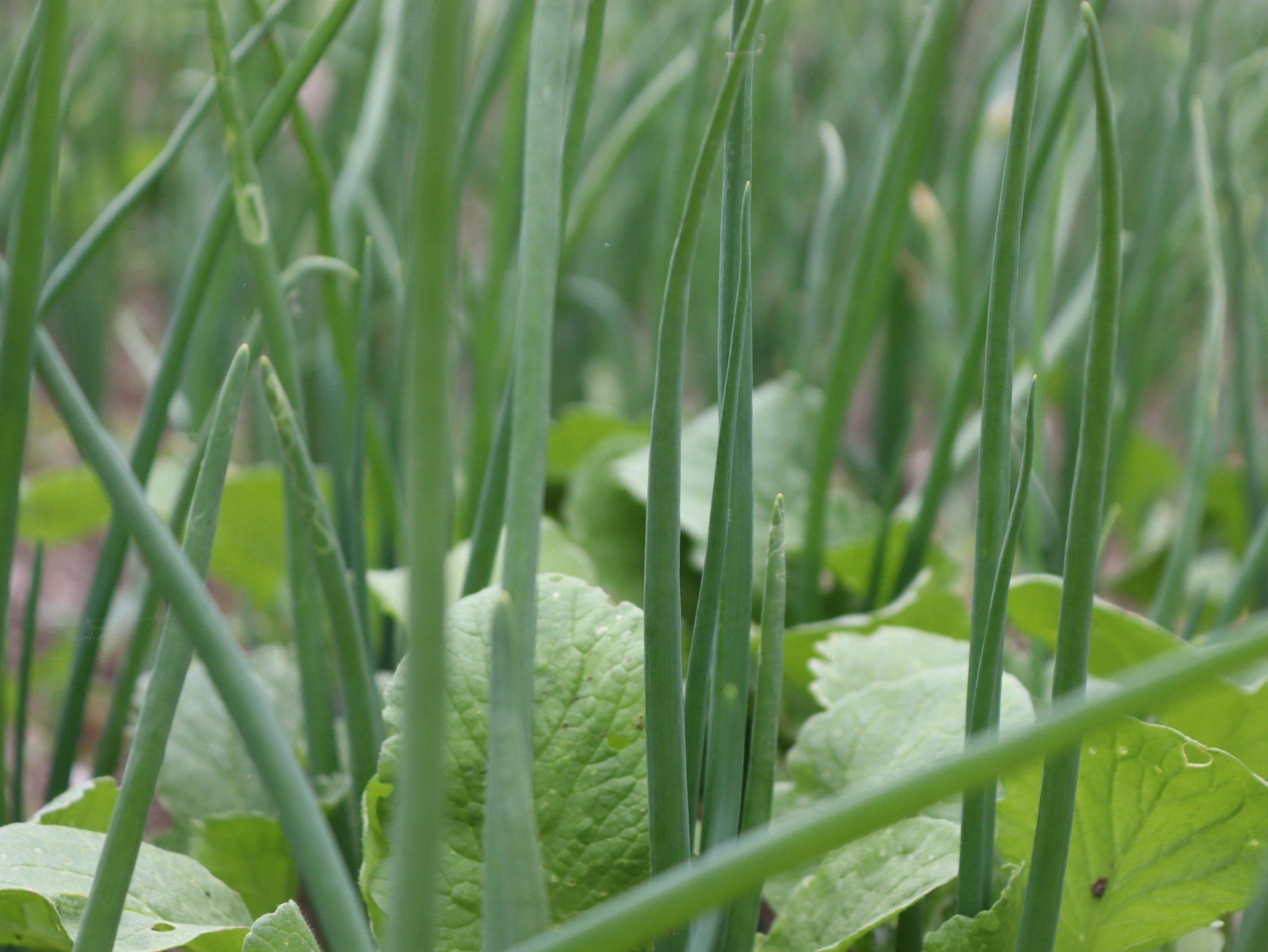 Огород, дача грядки, лук, зелень Анна Маринец, ИА UssurMedia.ru