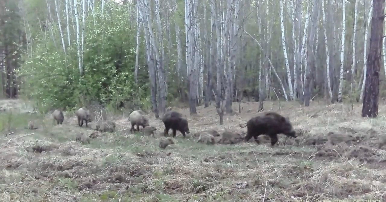 Фотоловушка сняла семейство кабанов в лесу Забайкалья Миприроды Забайкалья