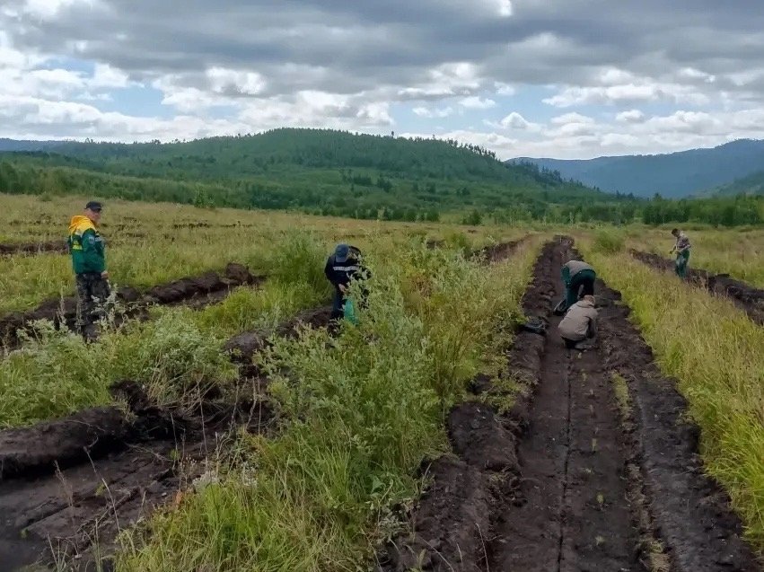 Более 300 тысяч сосен высадили на площади свыше 75 га в Забайкалье правительство Забайкалья