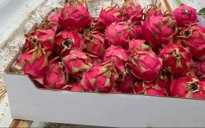 Более 200 кг зараженной питайи не пустили в Забайкалье из Китая Россельхознадзор Забайкалья