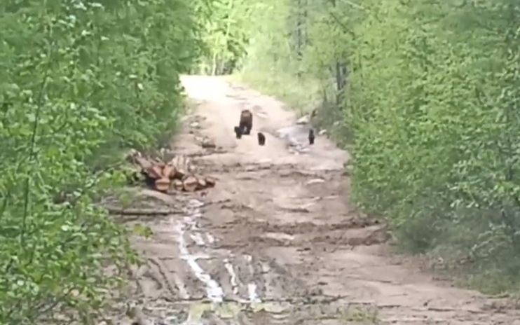 Медведица и медвежата Кадр из видео