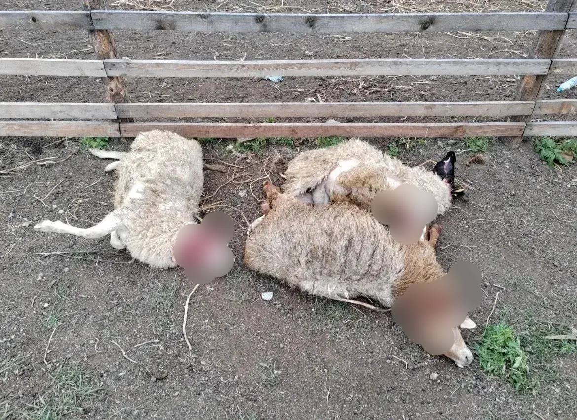 Собаки загрызли овец в селе Колочное-1 в Забайкалье Минприроды Забайкалья