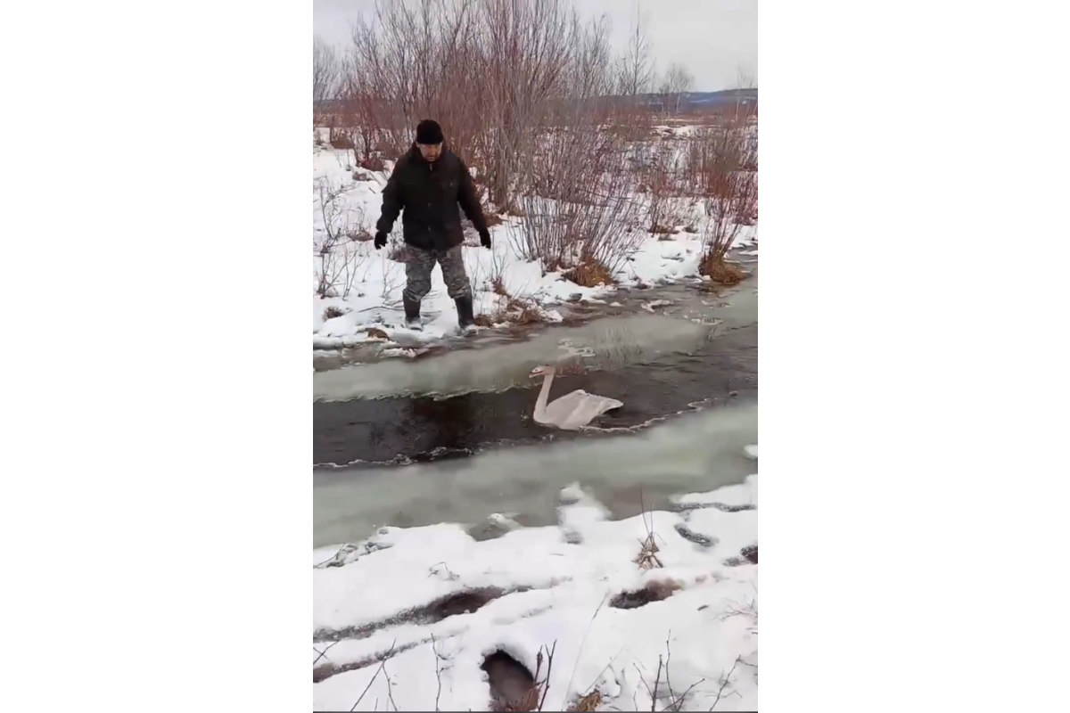 Не улетевшего на зимовку лебедя спасли в Читинском округе кадр из видео